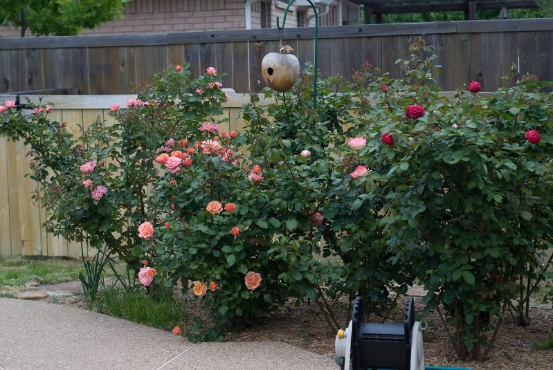  photo Garden4-11-09-05.jpg